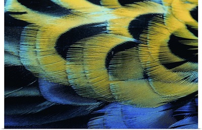 Close up of colored bird feathers