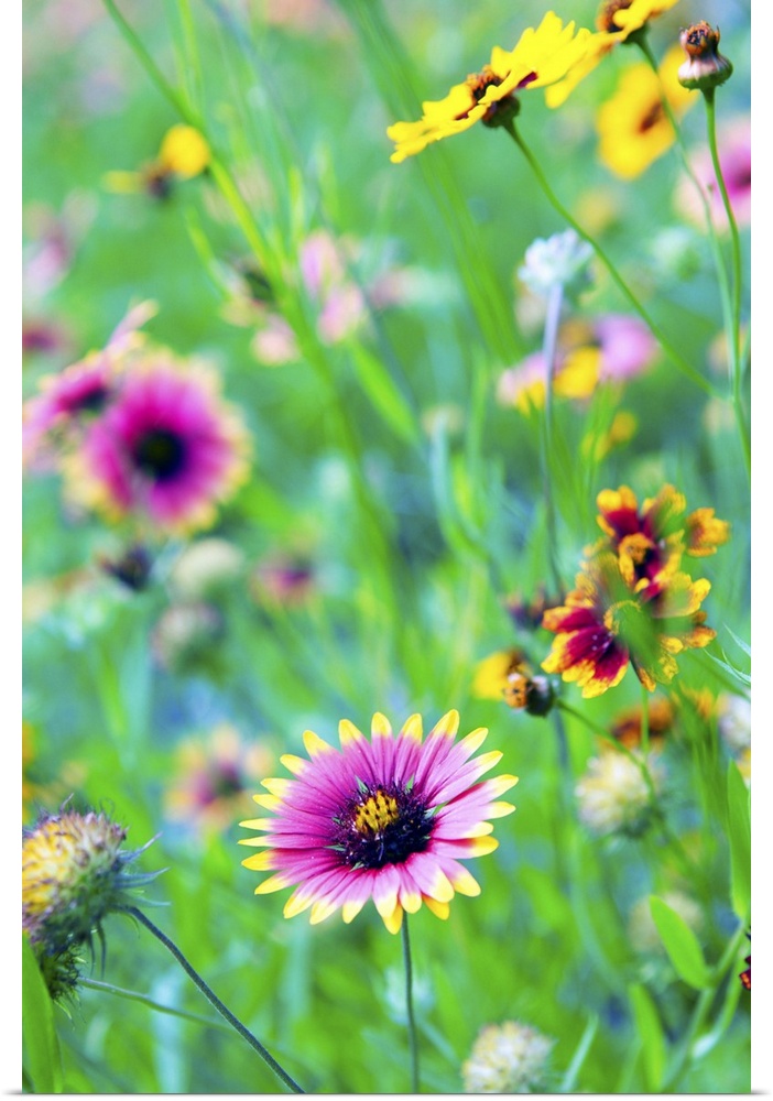 Close-up of colorful wild flowers in a field