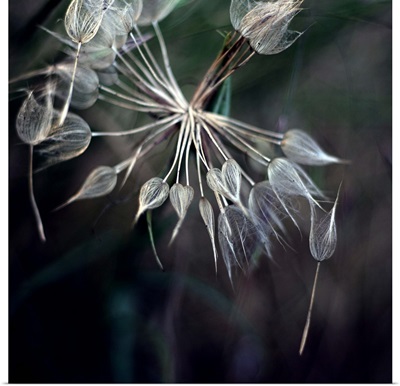 Close up of dandelion.