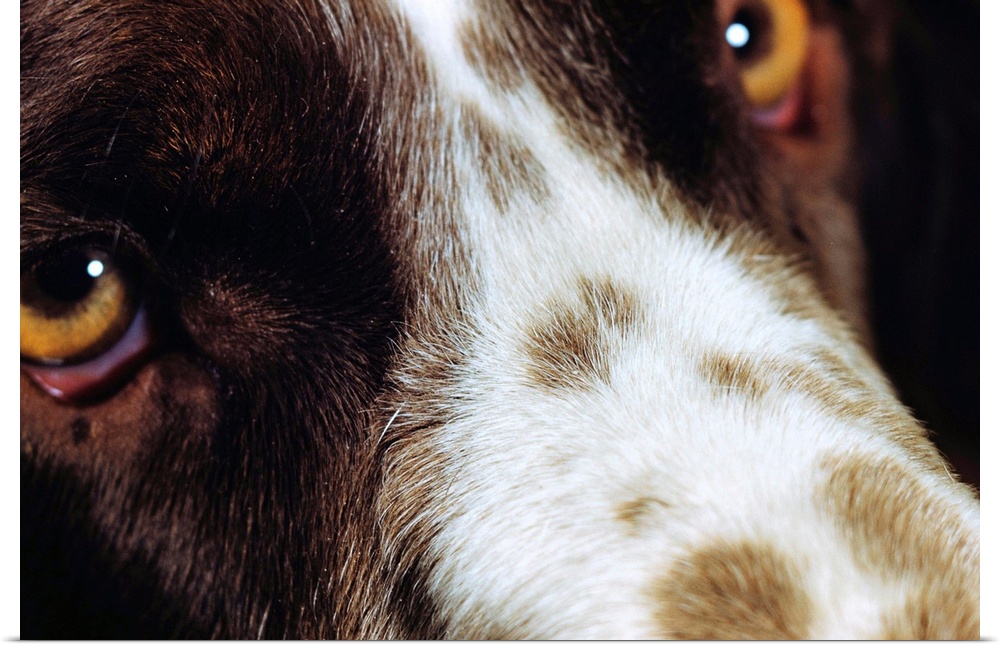 Close-Up Of Dog