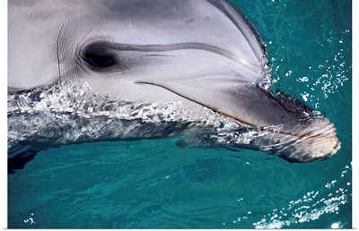 Close-Up Of Dolphin