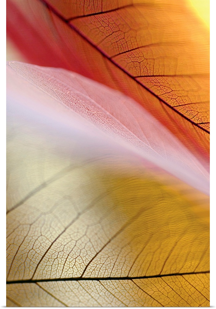 Vertical canvas print of the up close detailed view of leaves.