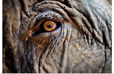 Close up of Elephant eye.