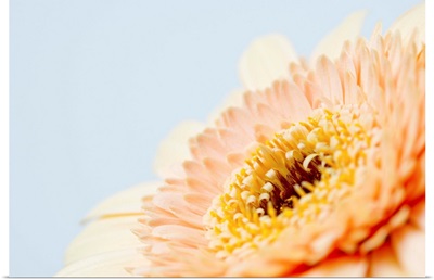 Close up of Gerbera flower head