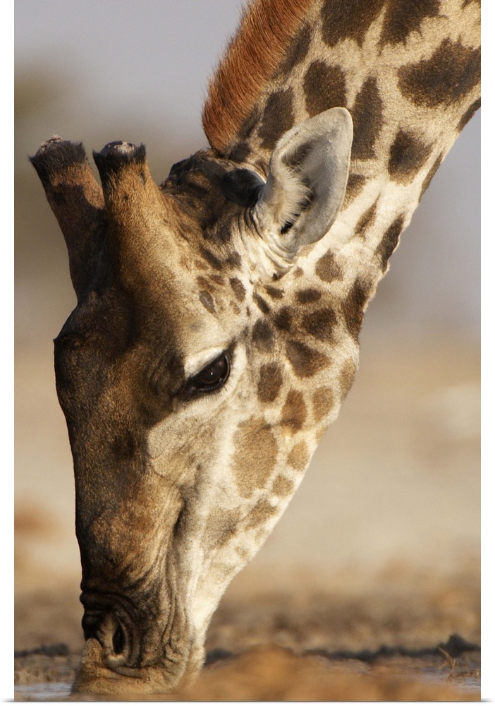 Close up of Giraffe (Giraffa camelopardalis) drinking at waterhole. Etosha National Park, Namibia.