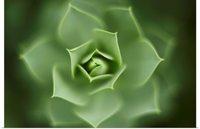Close up of green Euphorbia