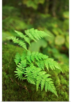 Close-up of green fern
