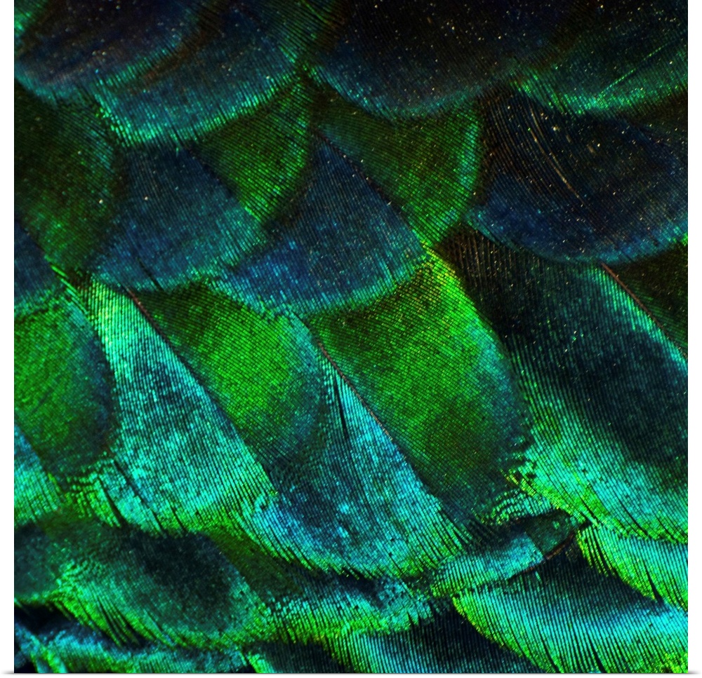 Giant, square, close up photograph of vibrant, shimmering peacock feathers, taken at a zoo.