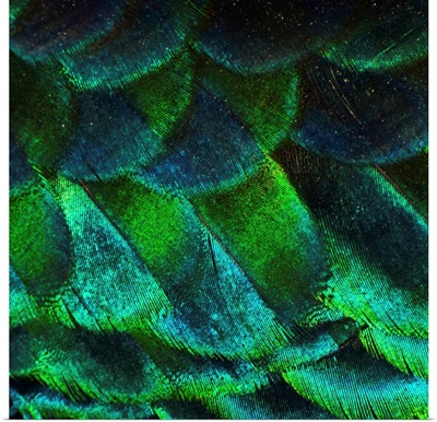 Close up of iridescent peacock feathers at zoo.