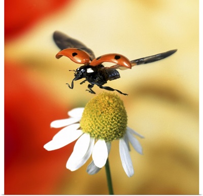 Close-up of ladybird flying over flower