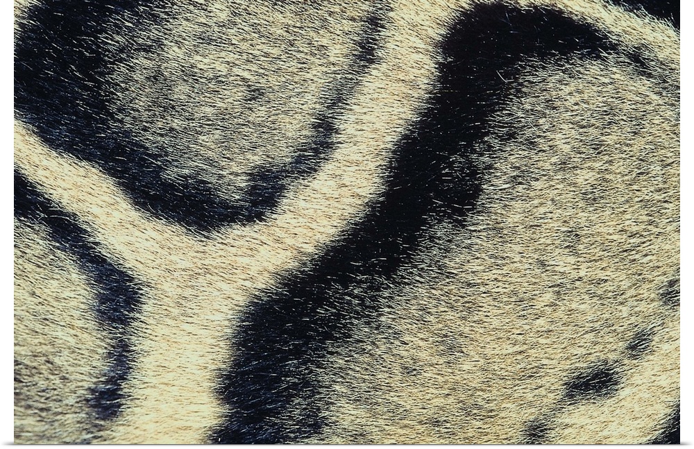 Close up of leopards fur