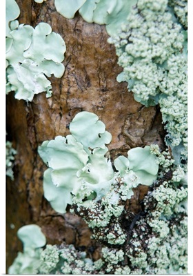 Close-up of lichen growing on the trunk of a tree.
