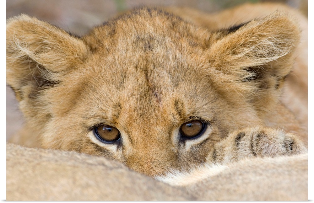 Up-close photograph of baby lion's face as he peeks over his mother's back.