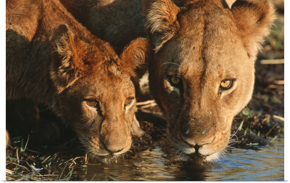Close up of Lioness (Panthera leo) and cub drinking. Moremi Wildlife Reserve, Botswana.