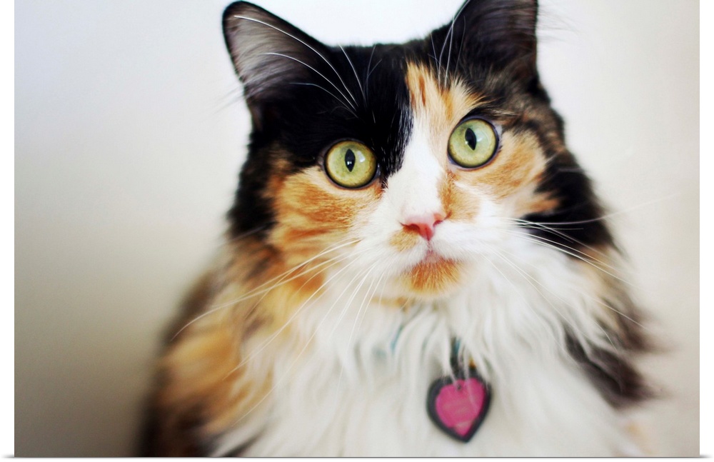 Close-up of long haired calico cat.