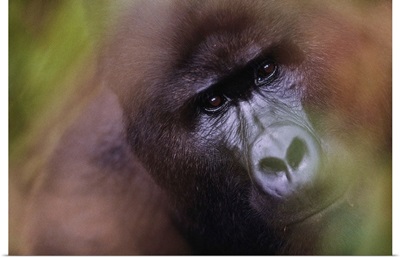 Close-Up Of Mountain Gorilla