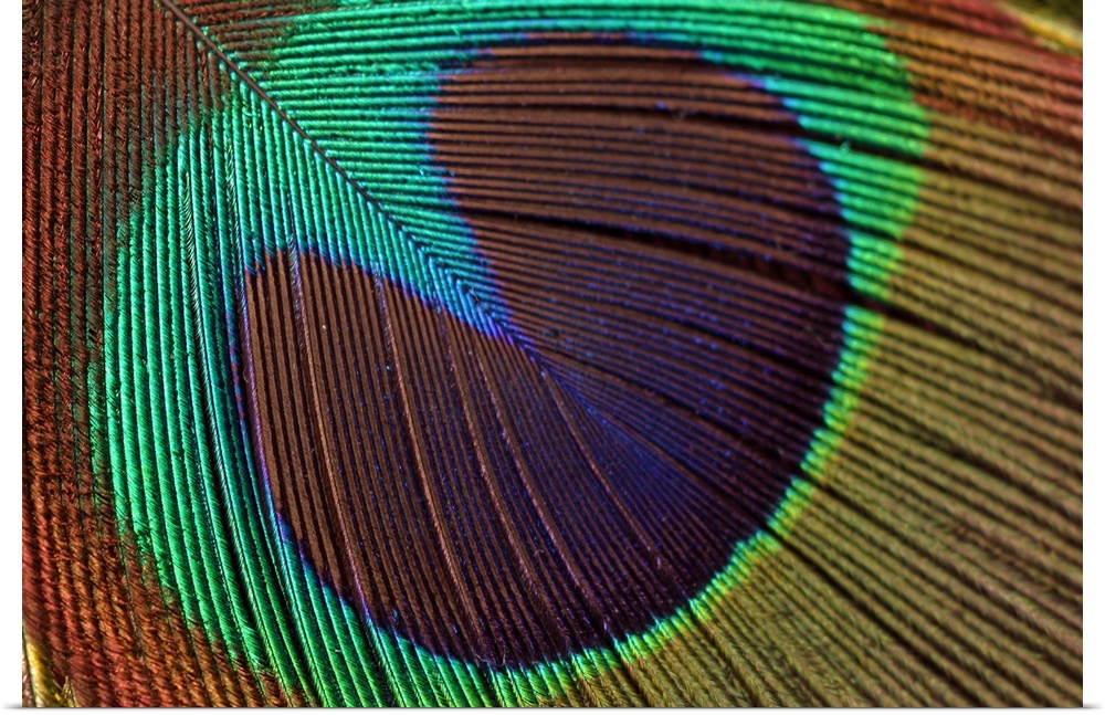 Oversized, close up landscape photograph of a shimmering, colorful peacock feather.