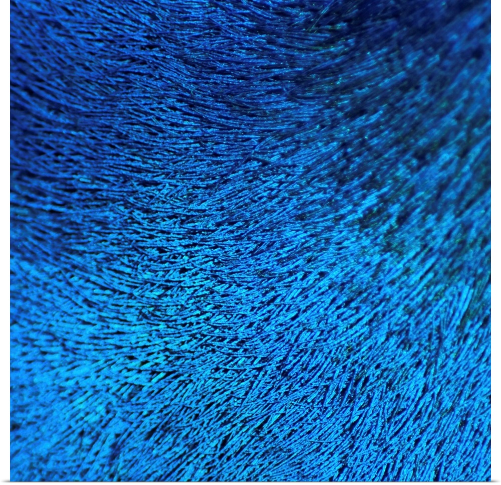 This photograph is zoomed in very closely of a peacocks feather so that you only see a blue color.