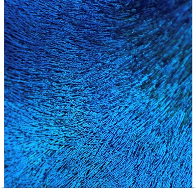 Close up of peacock feather at zoo.
