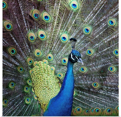 Close up of peacock showing its beautiful feather.