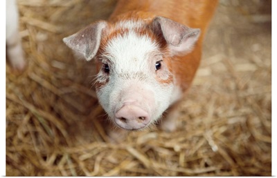 Close up of piglet