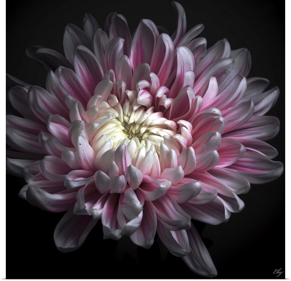 Close up of pink dhalia with black background.