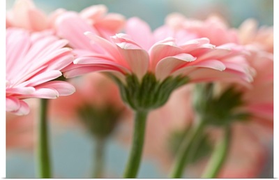Close-up of pink gerbera daisies.