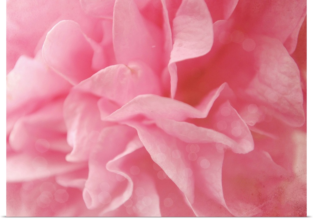 Close up of pink Hollyhock flower.