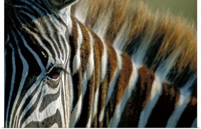 Close-Up Of Plains Zebra