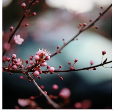 Close-up of plum blossoms.