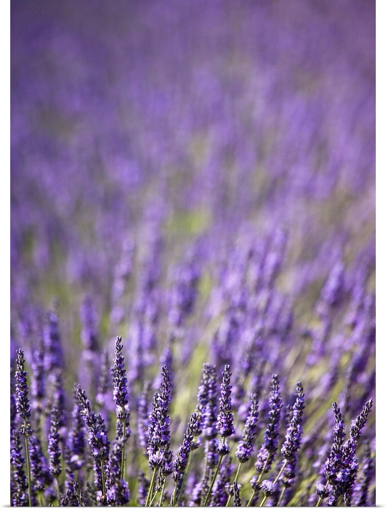 Close up of purple flowers in field