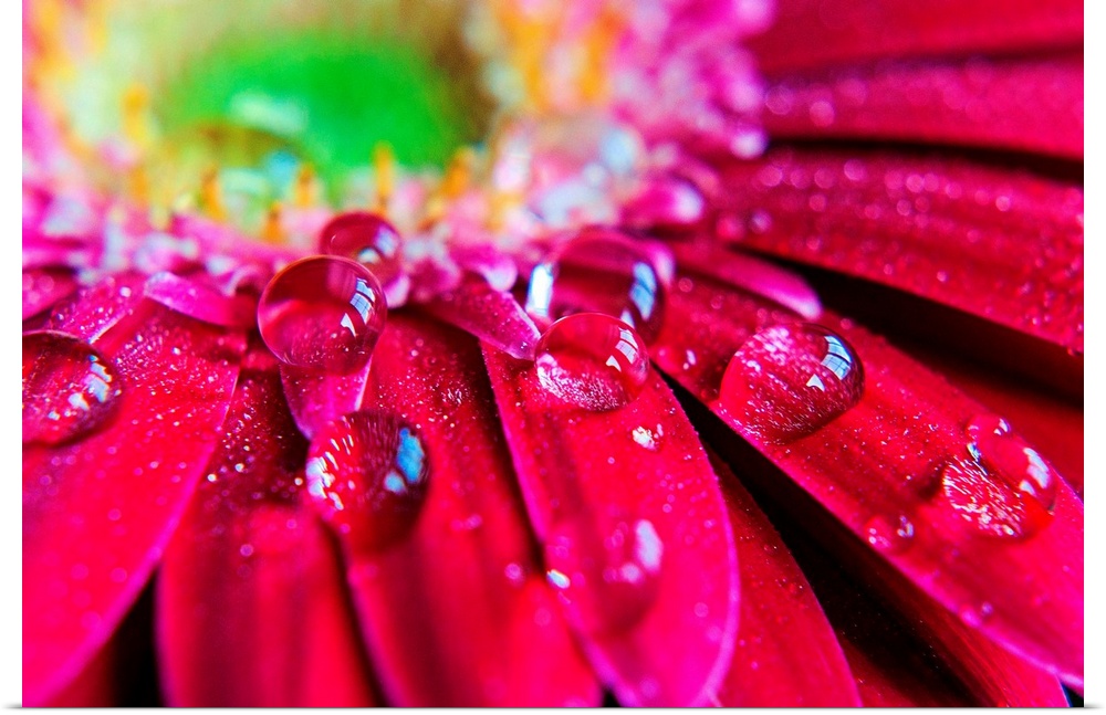 Giant horizontal close up photograph of many droplets of water resting on the petals of a vibrant gerbera daisy.