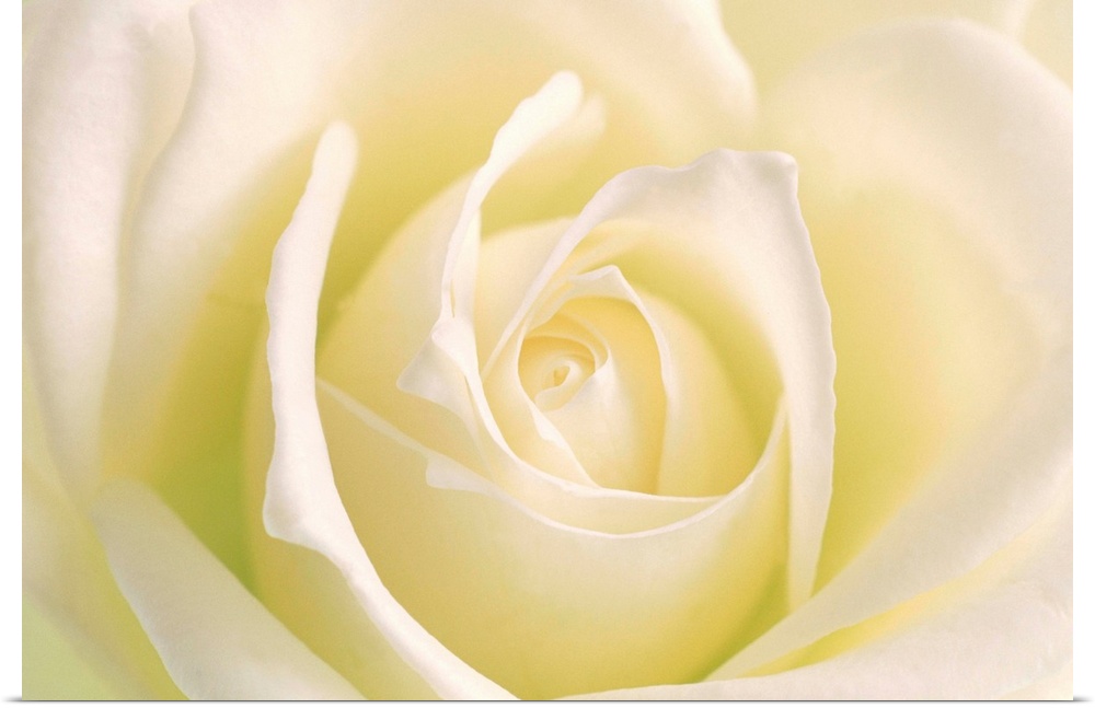 Close-up of rose --- Image by .. ION/amanaimagesRF/amanaimages/Corbis