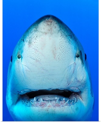 Close up of shark.