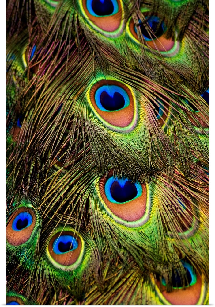 peacock, feather, color, tail, texture, pattern, bird, animal, san francisco, sf, california