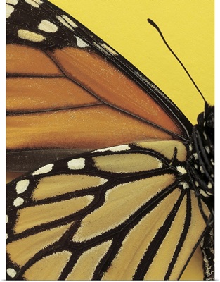 Close-up of the wings of a butterfly