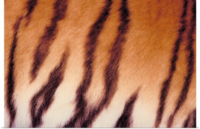 Close-up of tiger stripes