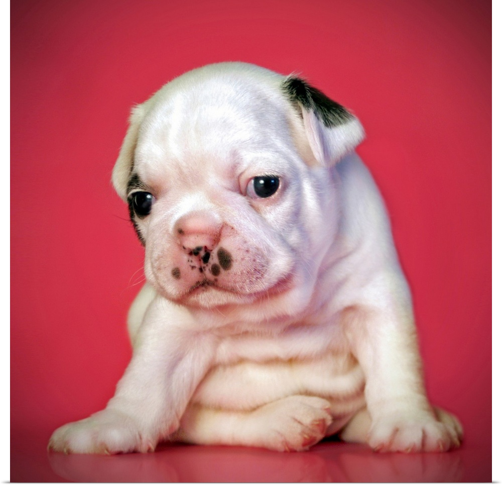 Close up of white bulldog puppy sitting on pink background.