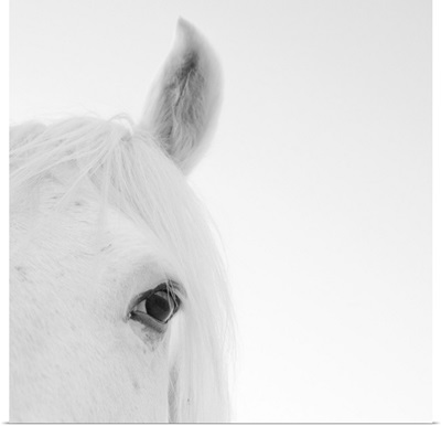 Close up of white horse.