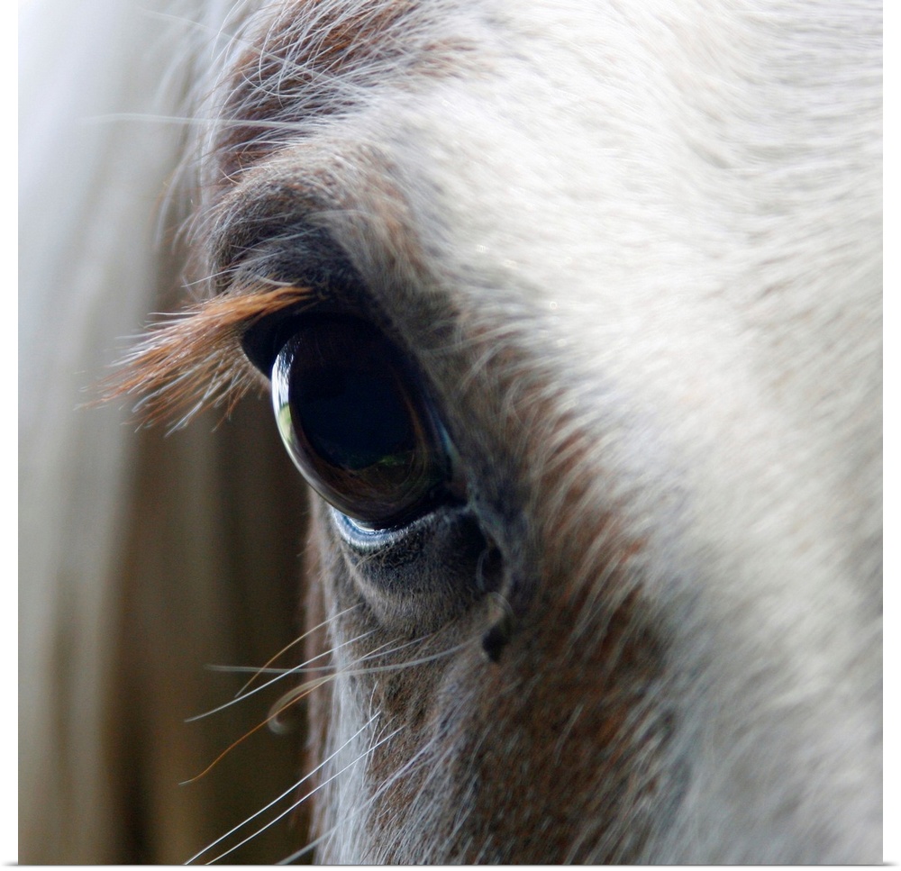 Up-close photograph of horse's eye.