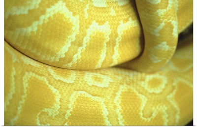 Close up of yellow snake