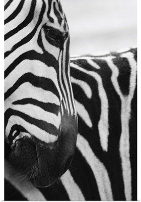 Close-up of zebra face and shoulder