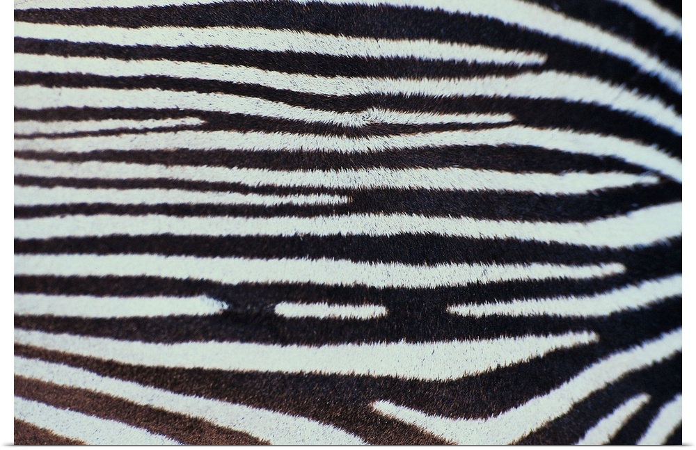 Close up of Zebra stripes