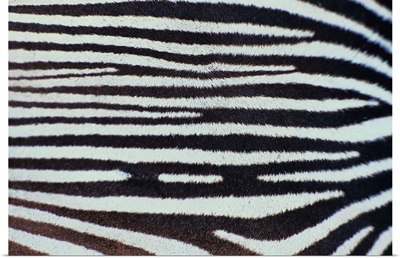 Close up of Zebra stripes