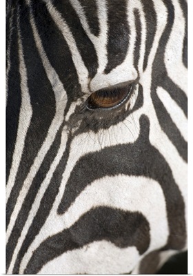 Close-up of Zebra's eye, Africa, Tanzania, Ngorongoro Conservation Area