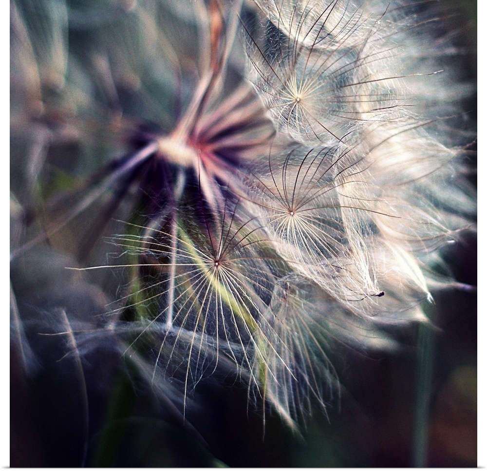 Close up shot of large dandelion.