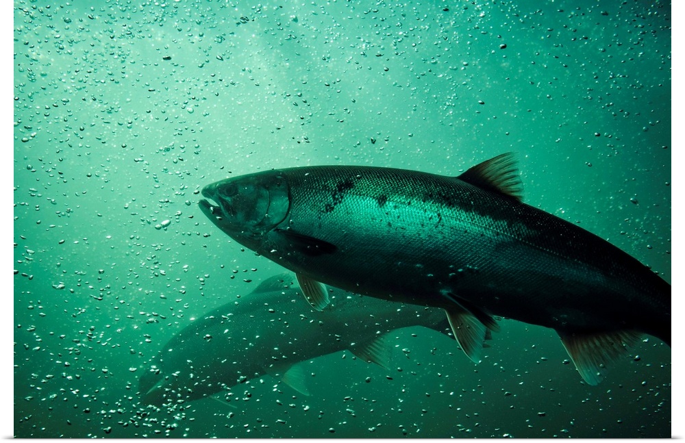 Close up shot of salmon running. School of Chinook Salmon