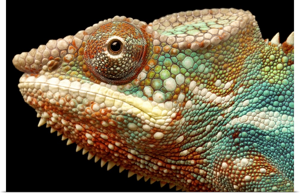 Closeup head shot of panther chameleon against black background.