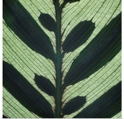 Closeup Of Leaf