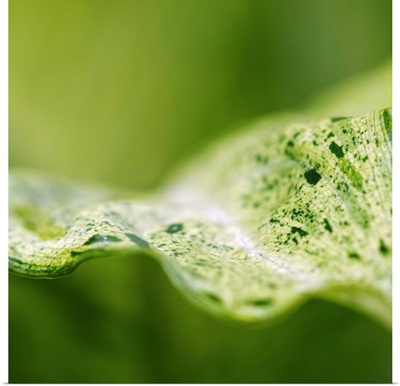 Closeup of leaf of green houseplant.